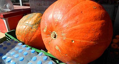 Dev kabak ilgi odağı oldu