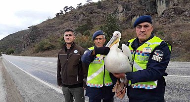 Devriye atan jandarma pelikan kuşu buldu: Hamsiyle beslediler