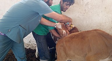 Didim Tarım ve Orman Müdürlüğü'nün aşılama çalışmaları sürüyor