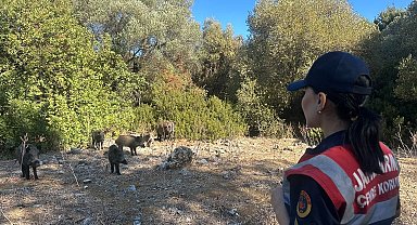 Dilek Yarımadası'nda jandarma denetimi