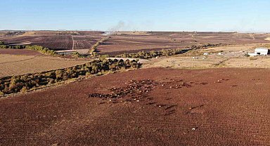 Diyarbakır'a gelen konargöçer aile, 6 ay Kral Yolu'nda hayvanlarına bakacak