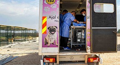 Diyarbakır'da 10 köpek mobil araçla kısırlaştırıldı
