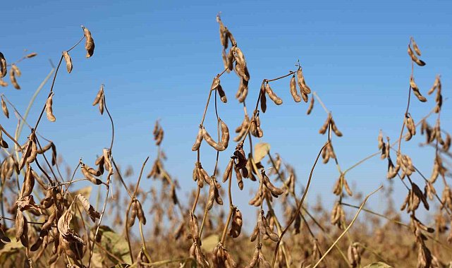 Diyarbakır'da bu yıl 35 bin dekar soya fasulyesi ekildi
