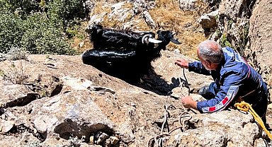 Diyarbakır'da kurt saldırısından kaçan keçiler uçurumda mahsur kaldı