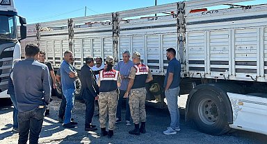 Diyarbakır'da sevk belgesi olmayan 384 adet hayvan kontrole takıldı