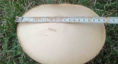 Doğada mantar zamanı: Dev mantarlar şaşırttı