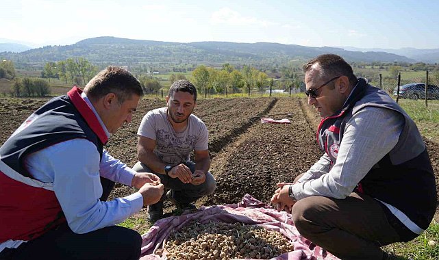 Doğada toplanması yasak olan salebin üretimi artıyor: Kastamonu'da 12 dekar alanda dikim başladı
