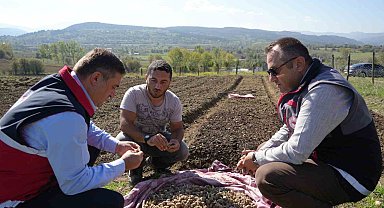 Doğada toplanması yasak olan salebin üretimi artıyor: Kastamonu'da 12 dekar alanda dikim başladı