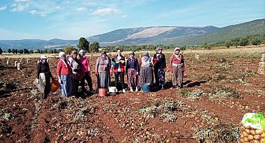 Domaniç'te patates hasat çalışmaları kontrol edildi