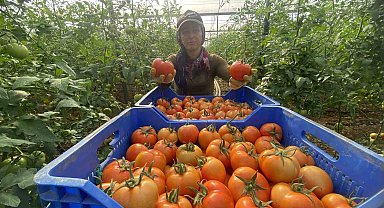 Domateste ilk hasatlar gelmeye başladı