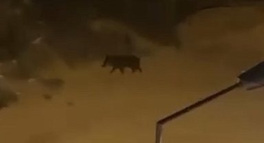 Domuzlar sürü halinde mahalleye indi