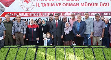 Düzce'de çiftçilere 250 bin marul fidesi dağıtıldı