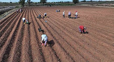 Efeler üretmeye devam ediyor