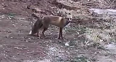 Elazığ'da aç kalan tilki yiyecek bulmak için şehre indi