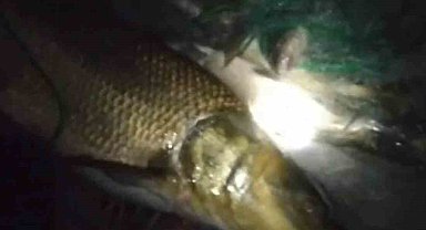 Elazığ'da balıkçının ağına 30 kiloluk Turna balığı takıldı