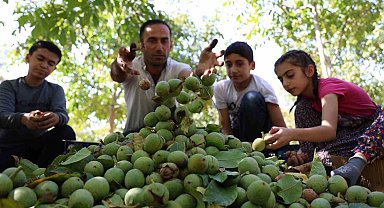 Elazığ'da ceviz hasadı başladı