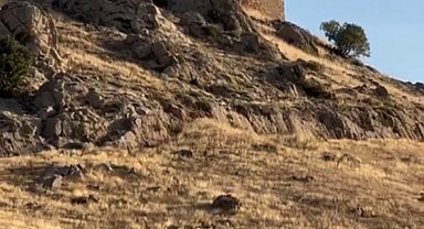 Elazığ'da dağ keçileri sürücü halinde görüntülendi