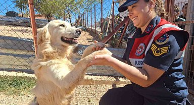 Elazığ'da jandarma ekipleri, sokak hayvanlarını unutmadı