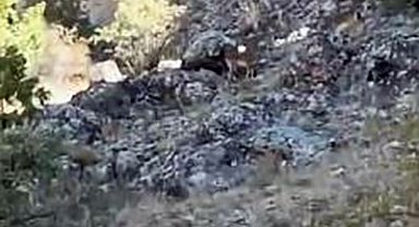 Elazığ'da koruma altındaki dağ keçileri sürü halinde görüntülendi