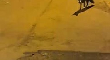 Elazığ'da tilkiden şehir gezintisi