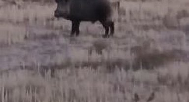 Elazığ'da yiyecek arayan domuz sürüsü kamerada