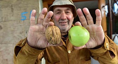 Elma büyüklüğündeki cevizler hayrete düşürüyor