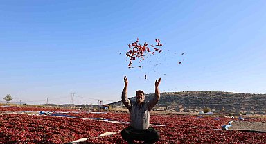 En acı hasat: Maraş biberinde üretim 50 bin ton