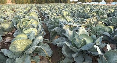 Erciş'te lahana hasadı başladı