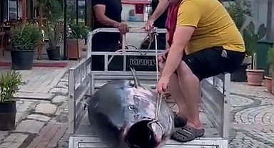 Erdek'te tarihi av...207 kiloluk dev orkinos sahile çıkarıldı