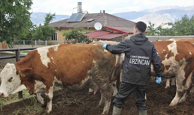Erzincan'da şap aşılama programı başlatıldı