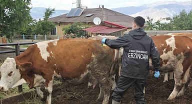Erzincan'da şap aşılama programı başlatıldı