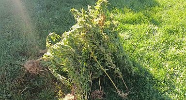 Erzurum'da jandarma 40 kök kenevir ele geçirdi