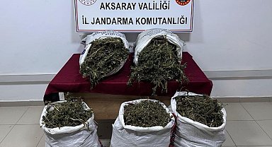 Evinin bahçesinde kenevir yetiştiren şahıs tutuklandı