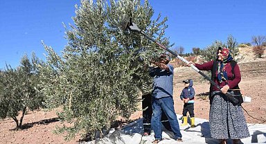 Gaziantep'te zeytin hasadı başladı