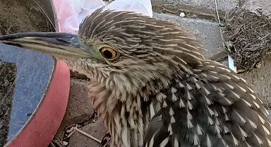 Gece balıkçıl kuşu jandarmanın şefkatli ellerinde