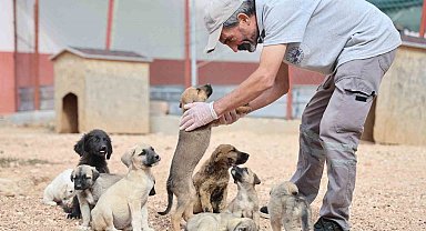 Geçici Hayvan Bakımevi ve Rehabilitasyon Merkezi'nde 9 bin hayvan tedavi edildi