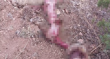Gediz'de ayı koyunu parçaladı, çobanlar tedirgin