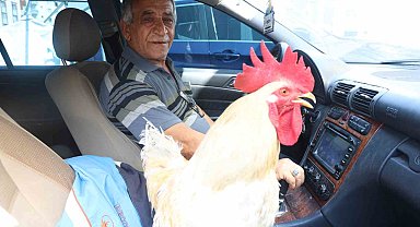 Gelen tüm teklifleri reddeden esnaf, 19 aydır beslediği horozunu Mercedes'iyle şehir turuna çıkarıyor