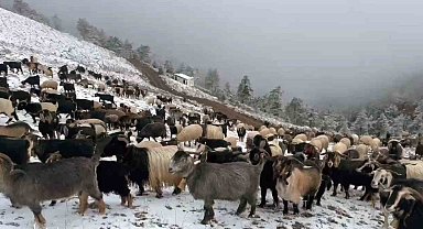 Giresun yaylalarına kar yağdı, çobanlar zorlu dönüş yolculuğuna çıktı