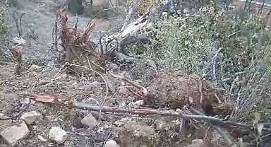 Giresun'un Çamoluk ilçesinde sökülen yarım asırlık ceviz ağaçları tepkiye neden oldu