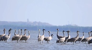 Göç eden turnalar Adana'da mola verdi