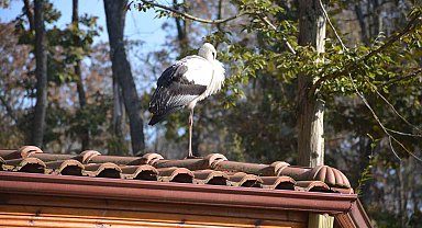 Göç yolundaki leylekler bu evde şifa buluyor