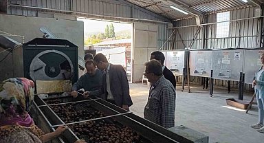 Gölpazarı'nda cevizler kurutmaya bırakıldı
