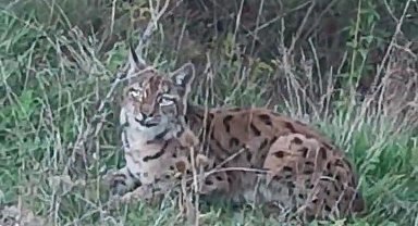 Görüntülediği vaşak kaçınca verdiği tepki tebessüm ettirdi
