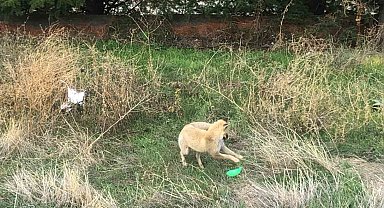 Gündüz vakti şehir merkezine inen tilkinin plastik top parçası ile oyunu kameralara takıldı