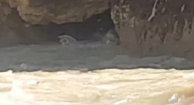 Hakkari'de su samuru görüntülendi