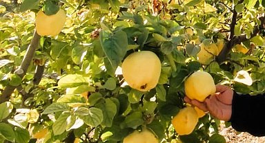 Hasadı başlayan ayva, üreticisinin yüzünü güldürdü