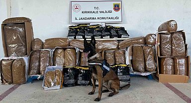 Hassas burun "Alkış" kargo aracında 710 kilogram kaçak tütün buldu