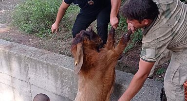 Havuza düşen keçileri itfaiye kurtardı