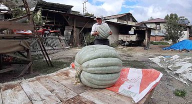 Hayvan gübresiyle yetiştirilen bal kabağı 40 kilogram oldu